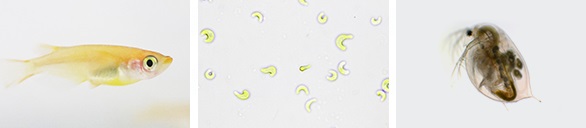 生態毒理細菌細節-魚類-水藻-水蚤