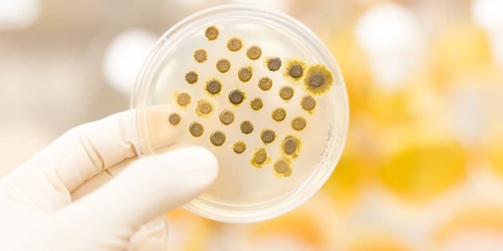 食物中黴菌毒素、真菌毒素限量標準總表