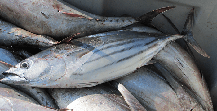 甲基汞檢驗介紹2：什麼是甲基汞