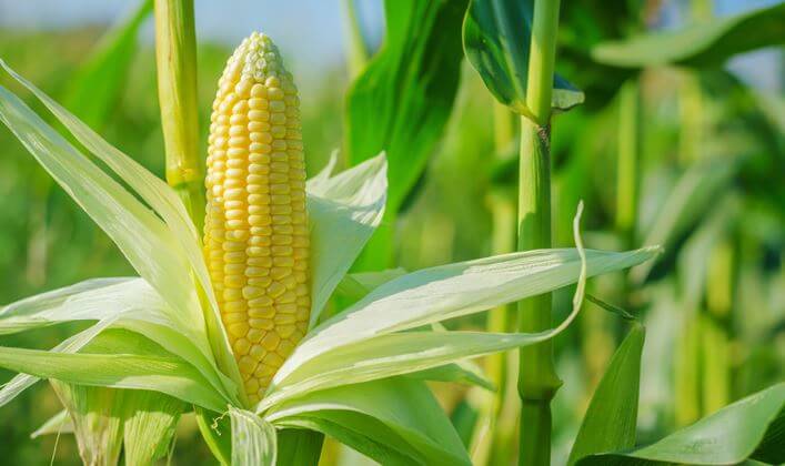 玉米基因改造原料
