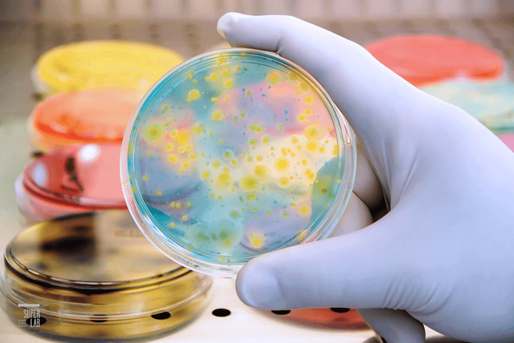 內毒素試驗分析服務菌種